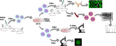 Differential Signals From TNFα-Treated and Untreated Embryos in Uterine Tissues and Splenic CD4+ T Lymphocytes During Preimplantation Pregnancy in Mice